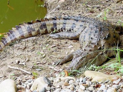 Bardiya National Park Photo