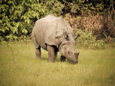 Chitwan Jungle Safari Photo