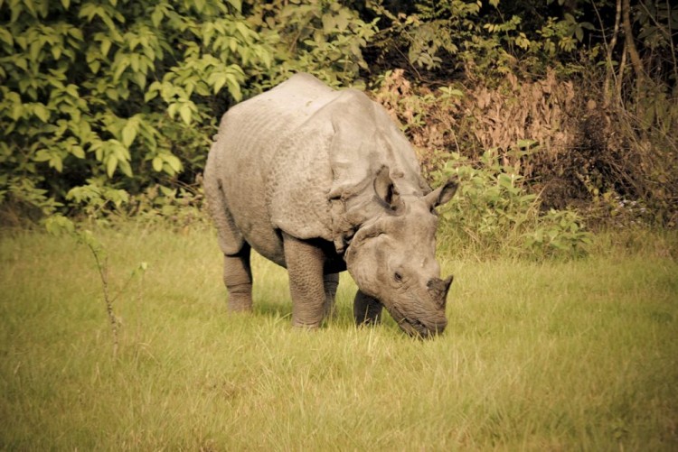 Chitwan Jungle Safari Photo